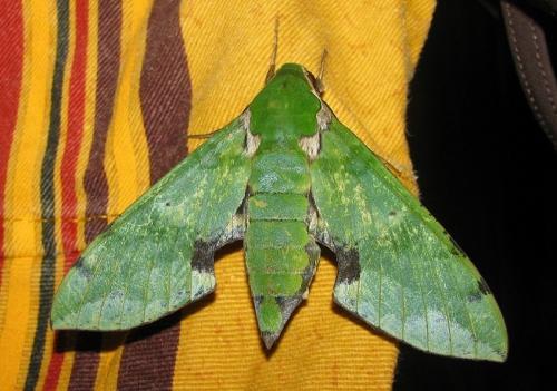 Euchloron megaera